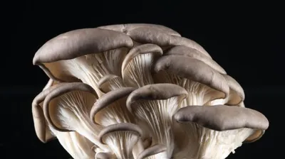 Variedad de suplementos de hongos medicinales