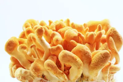 Cordyceps militaris para resistencia deportiva — mejora el VO2max, reduce el lactato y aumenta la biogénesis mitocondrial