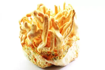 Cordyceps militaris fresco — hongo funcional para energía, rendimiento y vitalidad