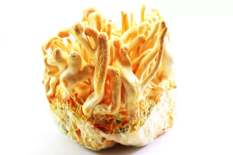 Cordyceps Militaris fresco