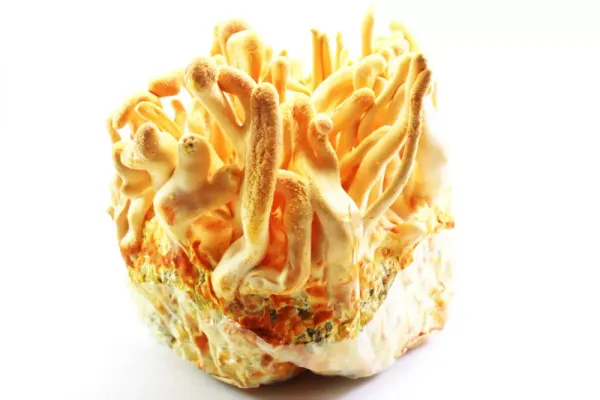 Cordyceps militaris fresco — el hongo de la energía y resistencia