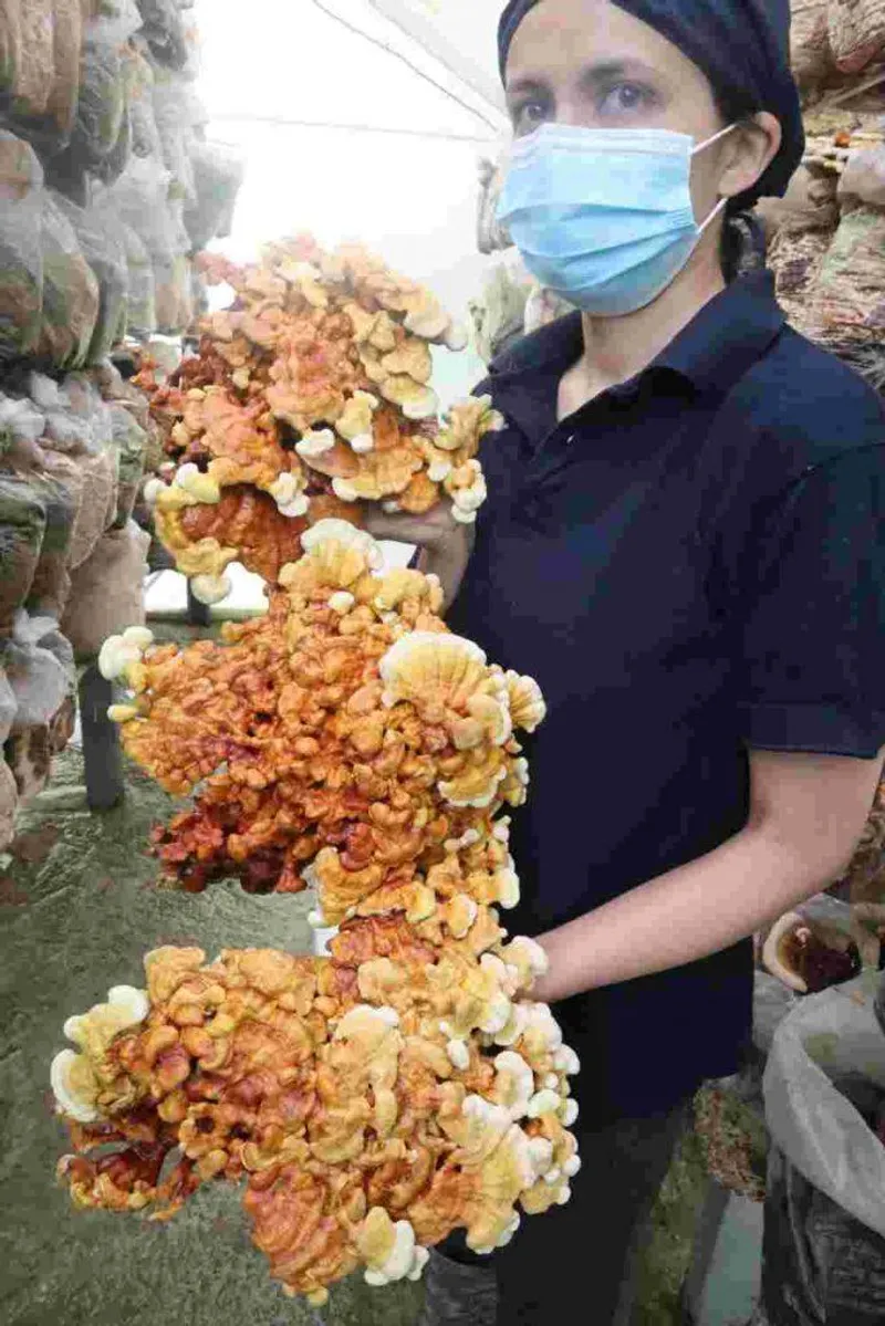 Ganoderma lucidum (Reishi) — el hongo de la inmortalidad
