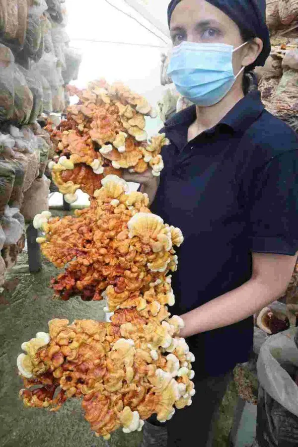 Cosecha de Ganoderma lucidum (Reishi) — hongo medicinal con más de 3,000 años de uso en medicina tradicional china
