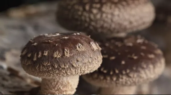 Cultivo de Shiitake