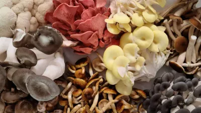 Hongos medicinales para fortalecer el sistema inmunológico: Reishi, Cola de Pavo, Shiitake, Melena de León, Cordyceps