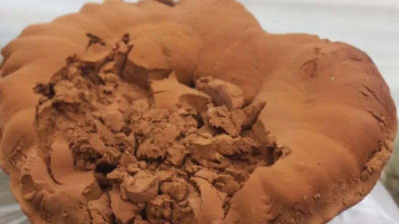 Imagen de portada de Esporas De Ganoderma