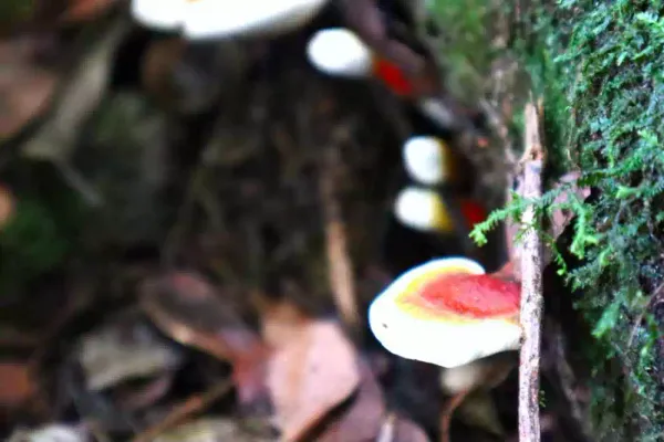 Ganoderma creciendo en un tronco al lado de un arroyo