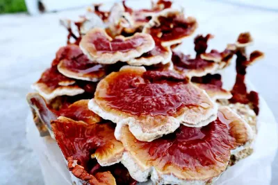Comparación visual entre Ganoderma lucidum y Ganoderma lingzhi