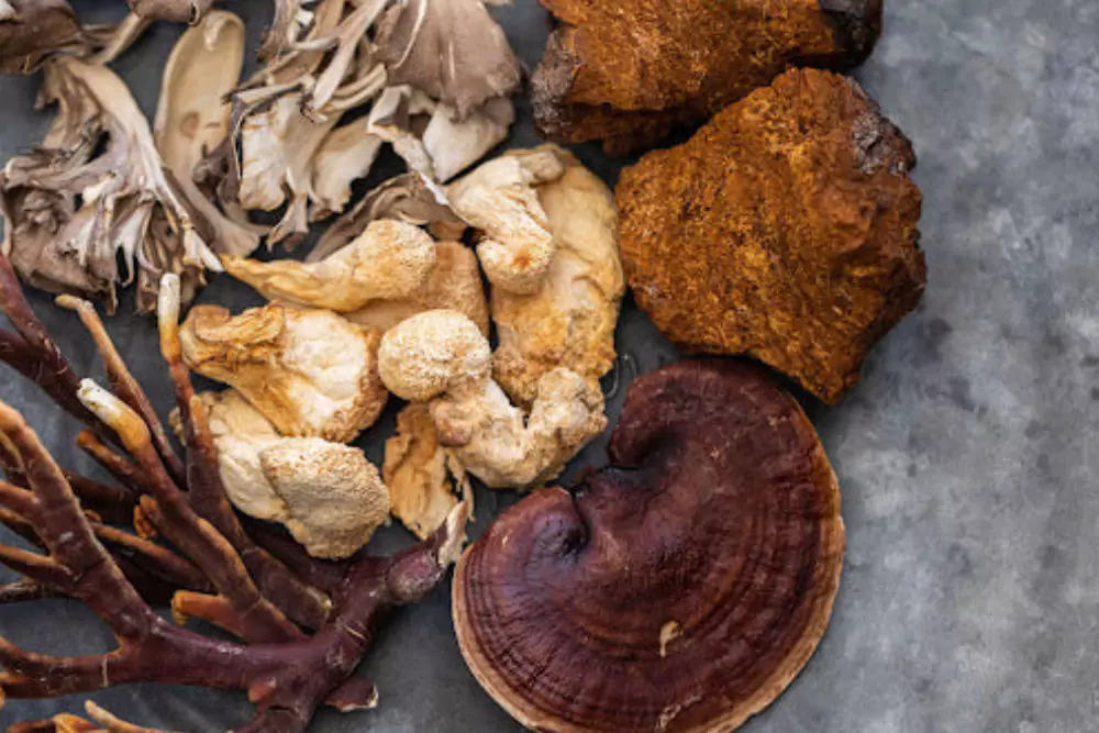 Suplementos de hongos medicinales FungiFlora