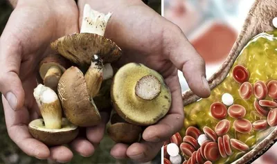 Hongo Ganoderma lucidum (Reishi) en su entorno natural