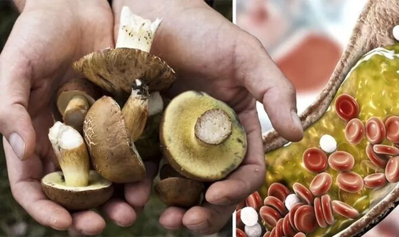 Hongo Ganoderma lucidum (Reishi) en su entorno natural