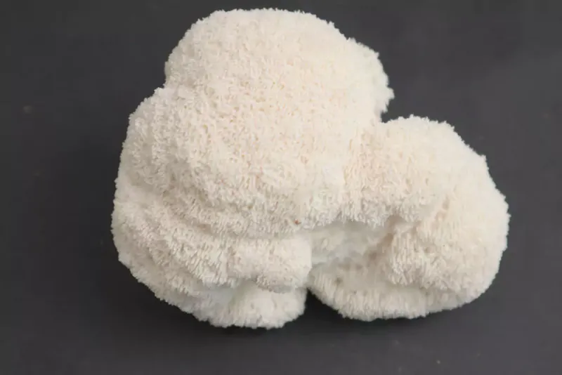 Melena de León (Hericium Erinaceus) — el hongo nootrópico por excelencia