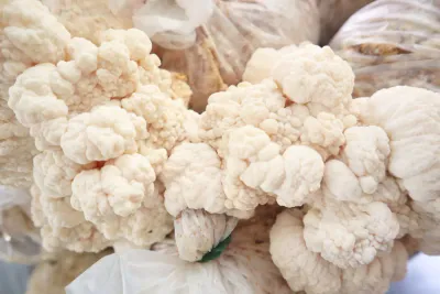 Melena de León (Hericium erinaceus) — hongo funcional nootrópico para la memoria y concentración