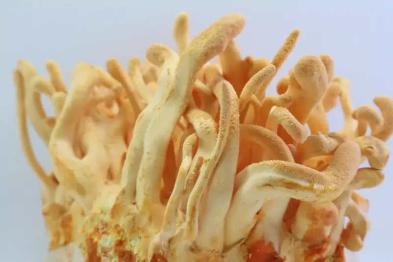 Imagen de portada de Cultivo Del Cordyceps