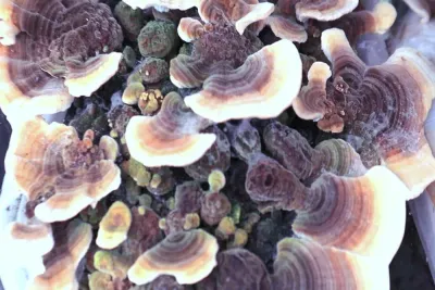 Hongos medicinales para el sistema inmunológico