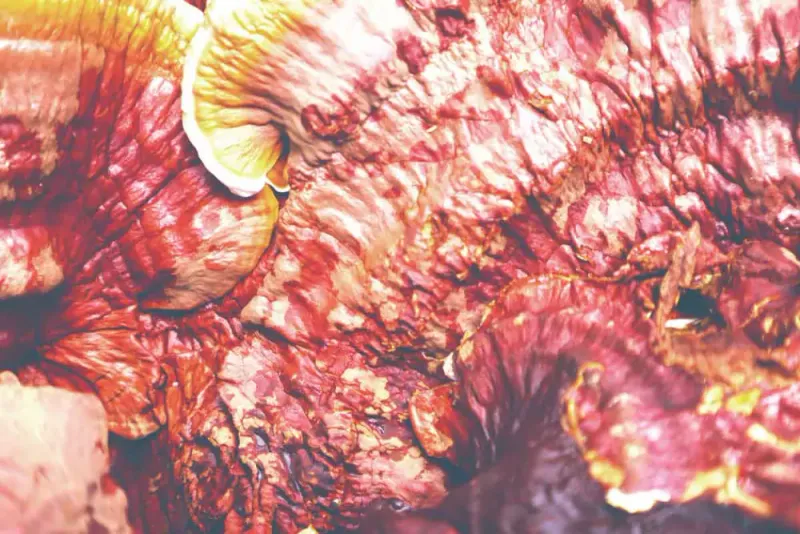 Imagen de portada de Historia Del Ganoderma