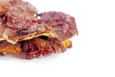 Hongo Ganoderma lucidum (Reishi) en su entorno natural