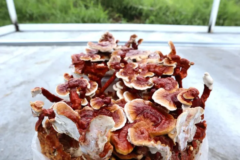 Hongo Reishi o Ganoderma Lucidum