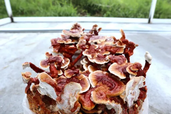 Hongo Reishi o Ganoderma Lucidum