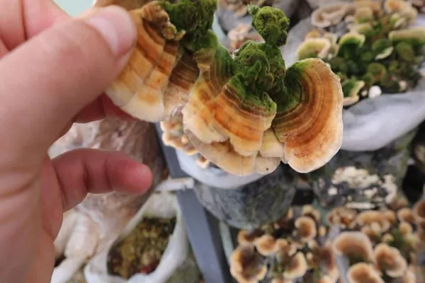 Hongo Cola de Pavo (Trametes Versicolor) creciendo en un tronco