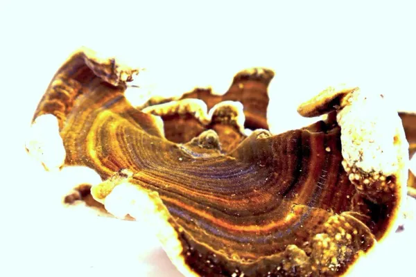 Cola de Pavo (Trametes Versicolor)