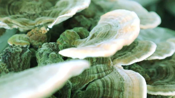 Cola de Pavo (Trametes versicolor) creciendo en tronco