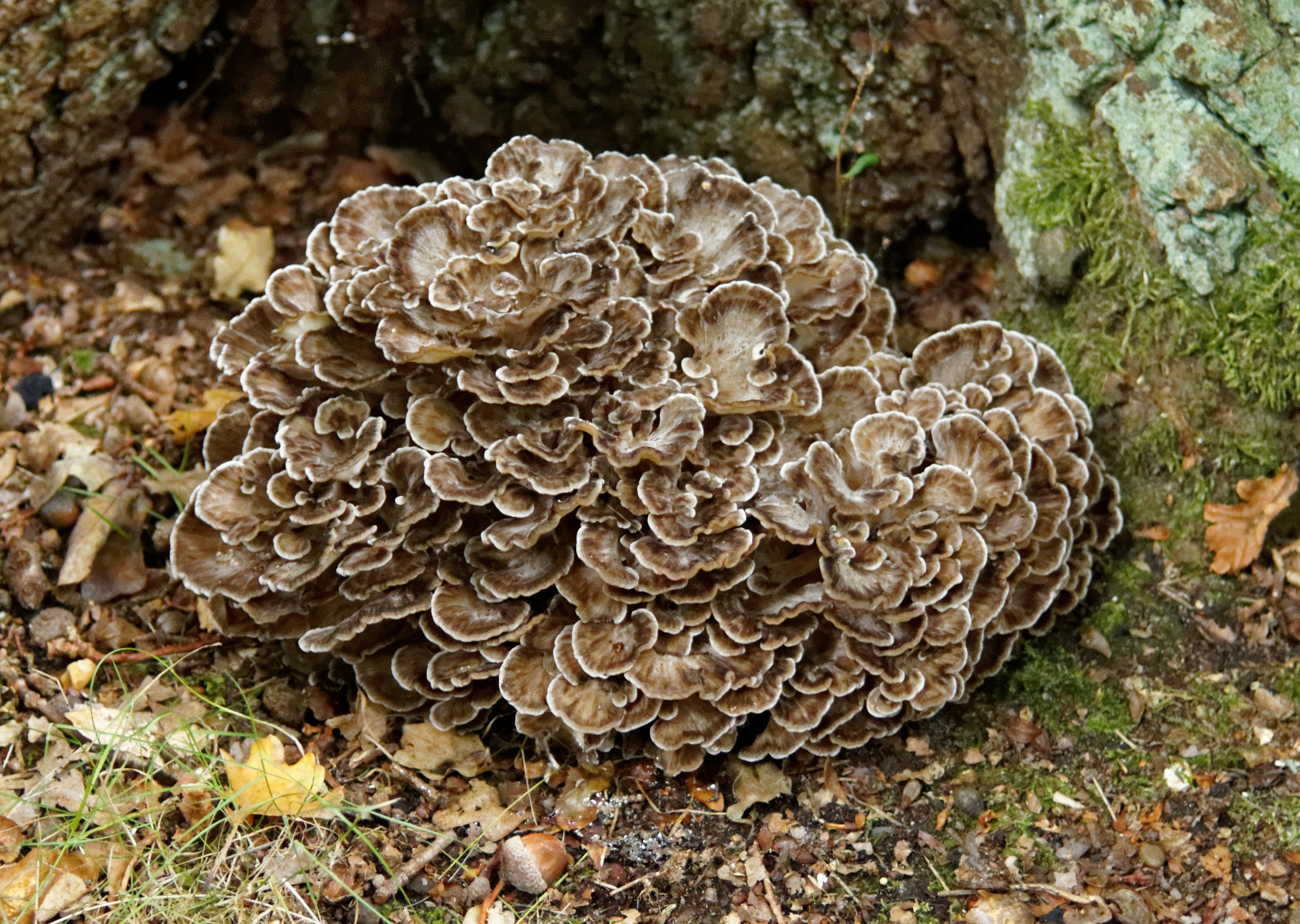 Maitake — Grifola frondosa