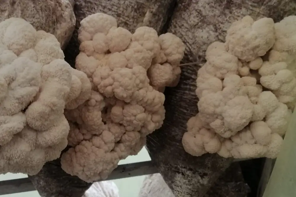 El cultivo de Melena de León reproduce las condiciones de los bosques templados de Asia
