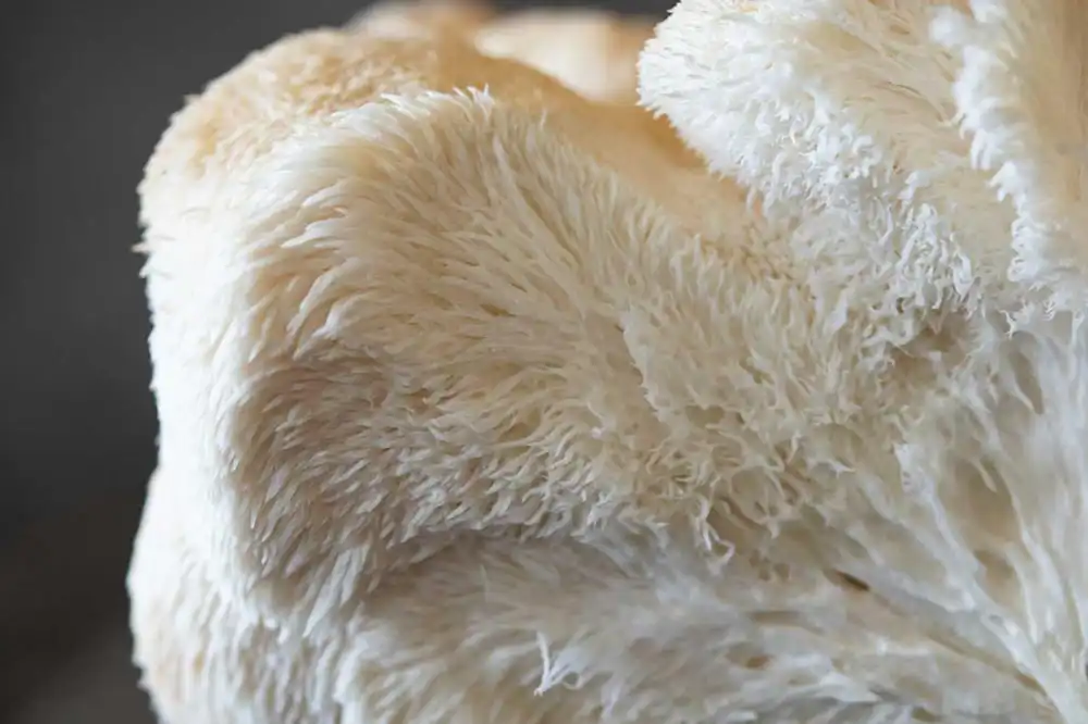 Identificar en la etiqueta 'cuerpo fructífero' en lugar de 'micelio en grano' o 'myceliated grain' es el primer filtro de calidad: el cuerpo fructífero contiene los compuestos activos, el grano contiene almidón