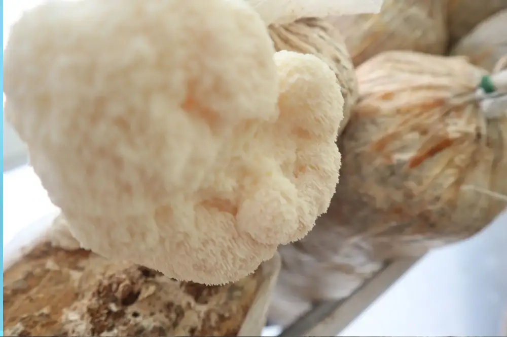 Hericium erinaceus -- el nombre científico de la Melena de León