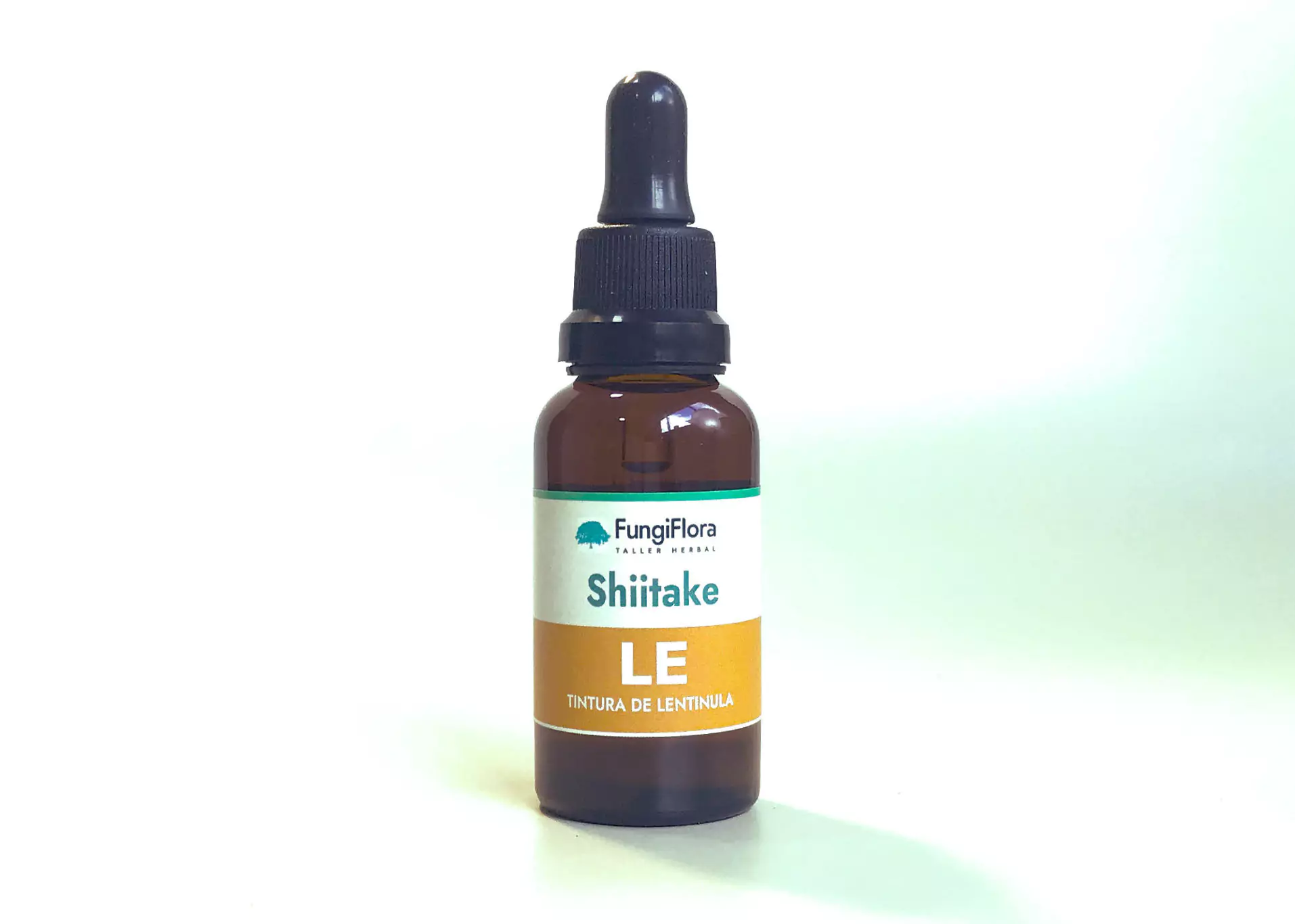 Shiitake — Lentinula edodes