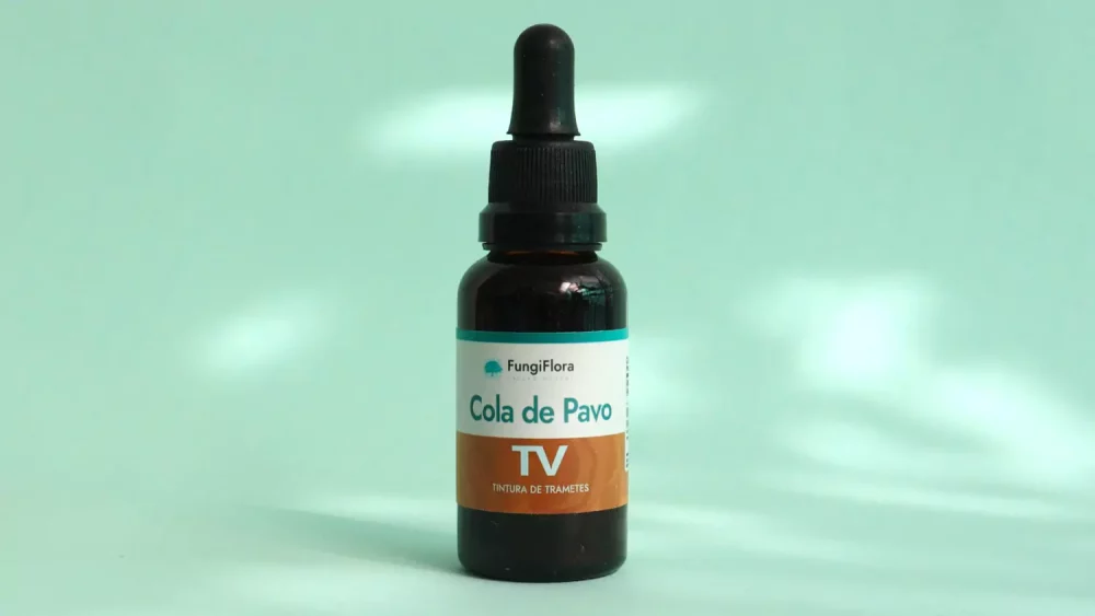 Trametes versicolor en tintura 1 scaled (1)